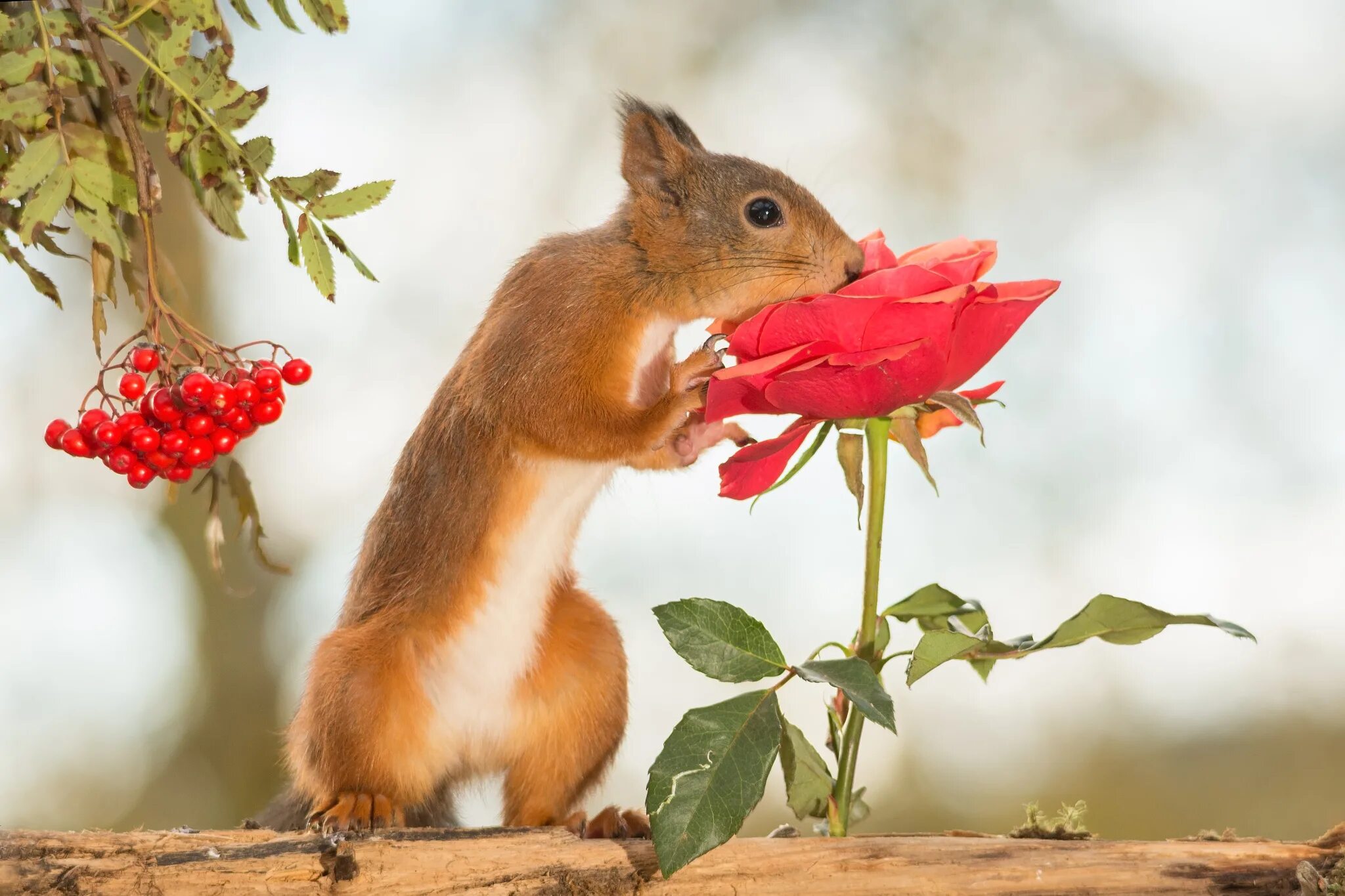 бельчонок на ладони. малышка бельчонок во всем хороша. забавные белки. малышка бельчонок во всем хороша. малышка бельчонок во всем хороша.