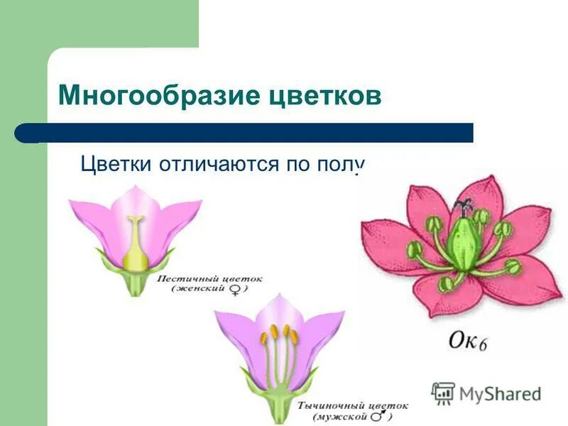 Многообразие цветковых