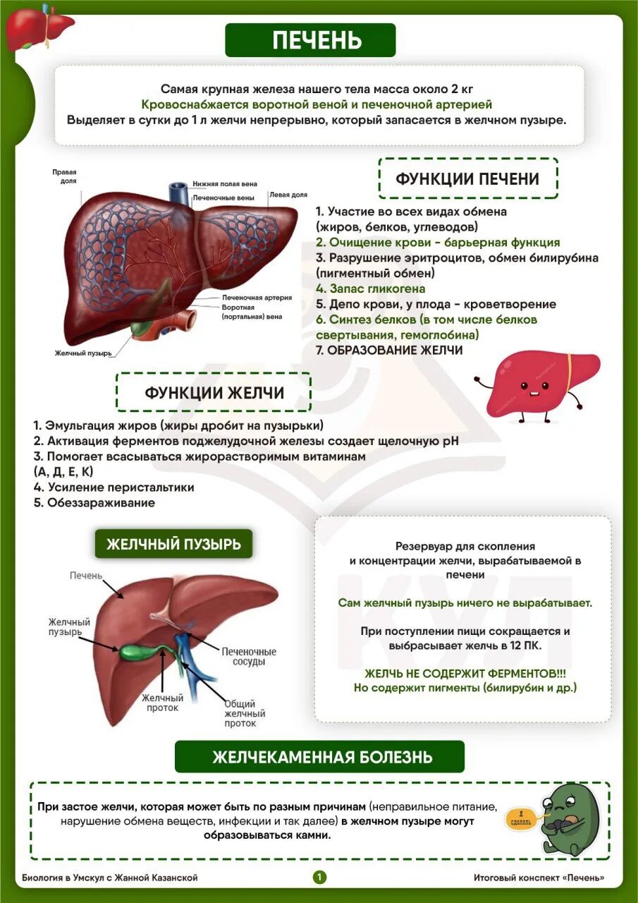 Система для печени. Печень анатомия человека функции. Анатомия печени. Функции печени.. Функции печени 8 класс биология кратко. Функции печени 8 класс биология таблица.