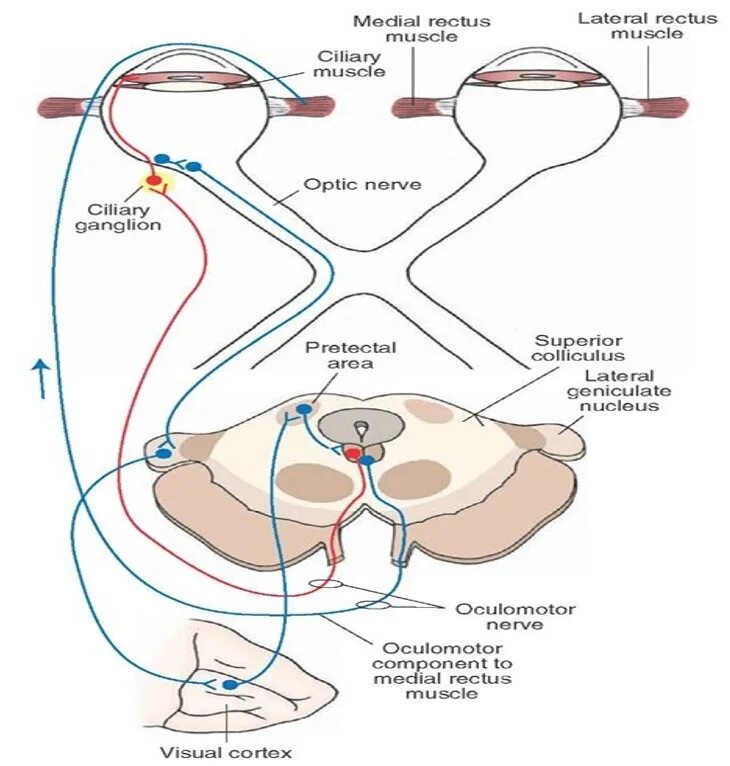Зрачковый рефлекс схема физиология. Схема рефлекторной дуги зрительного анализатора. Схему рефлекторной дуги рефлекса аккомодации. Путь зрачкового рефлекса.