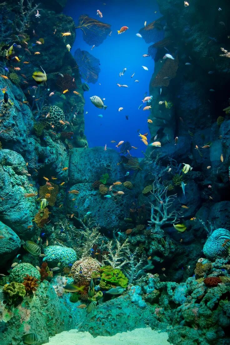 Underwater life. Подводный мир океана. Подводная красота. Глубокие фотографии. Под водой.