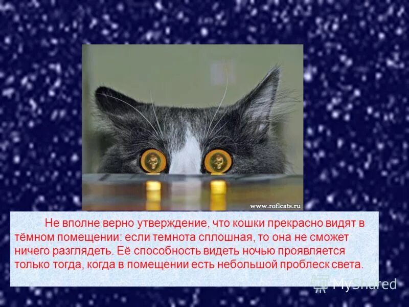 Видят ли коты в темноте