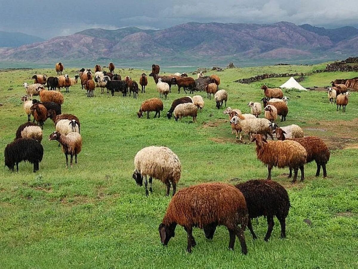 Эдильбаевская порода овец. Баран эдельбай порода. Пастбищное скотоводство в казахстане. Кочевники кыргыз джайлоо. Кой майы.