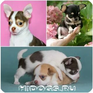 Клички для собак девочек чихуахуа красивые