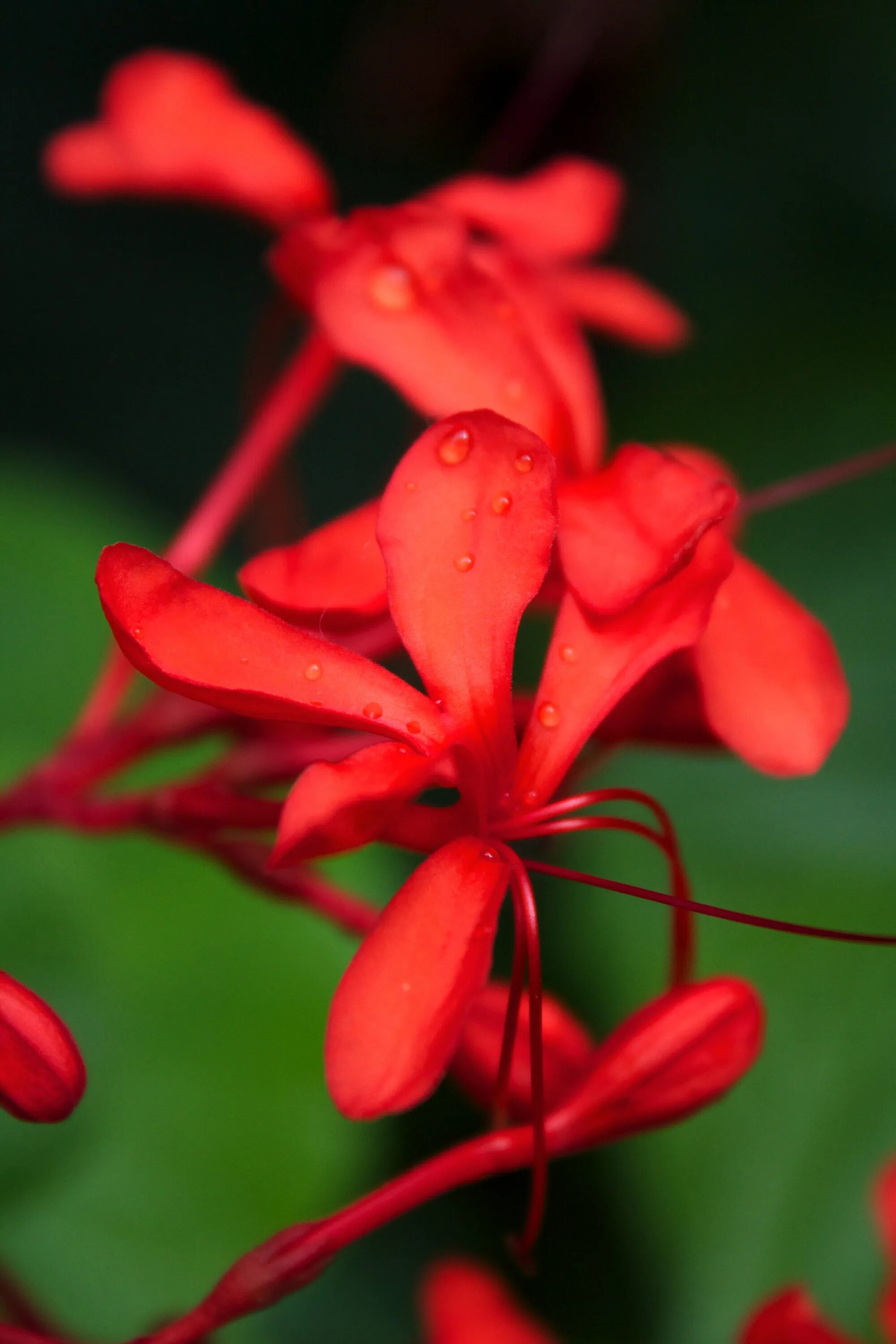 Red plant. Красный цветок. Цветок с красными лепестками. Маленькие красные цветочки. Красные небольшие цветы.