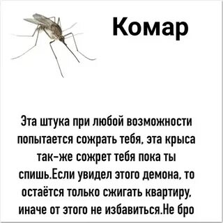 Музыка про комара