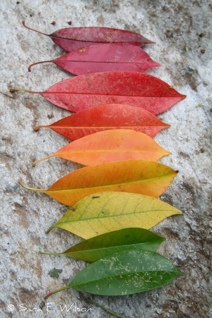 Разноцветные листья. Осенний листок. Цвета осенних листьев. Разноцветные осенние листья.