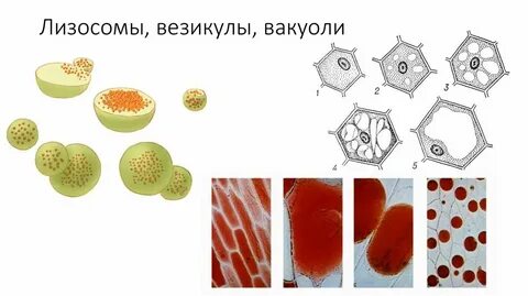 Лизосомы являются везикулами