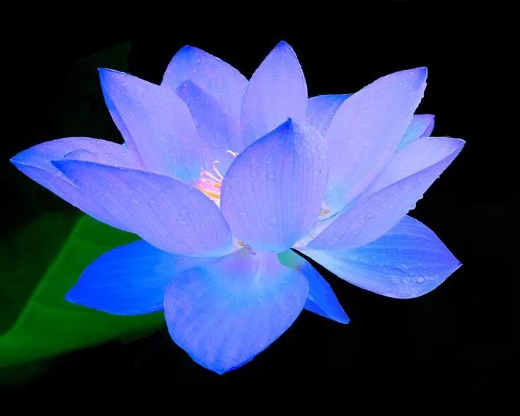 Как выглядят цветы голубого цвета Фотограф Essa Al Mazroee Blue flowers, Amazing flowers, Colorful flowers