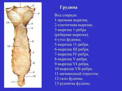 Яремная вырезка грудины находится
