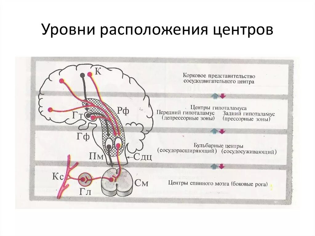 Где находится центр безусловных рефлексов. Рефлекторный центр. бульбарные центры расположение. основные рефлекторные центры. нервный центр местоположение.