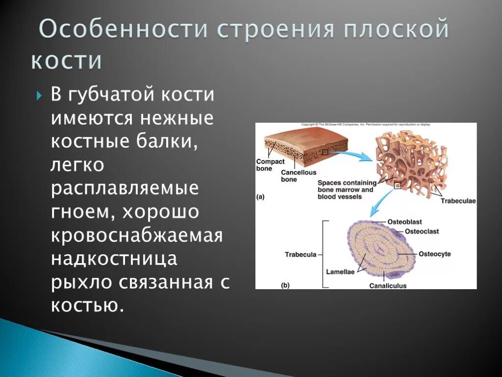 3 губчатые кости. Особенности строения плоских костей. Губчатве КОСТИСТРОЕНИЕ. Особенности строения губчатых костей. Губчатые кости особенности строения.