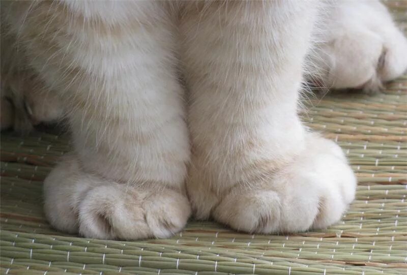Шотландская вислоухая кошка лапы. Кот манчкин вислоухий. Скоттиш фолд лапы. Шотландские вислоухие коты. Скоттиш фолд страйт.