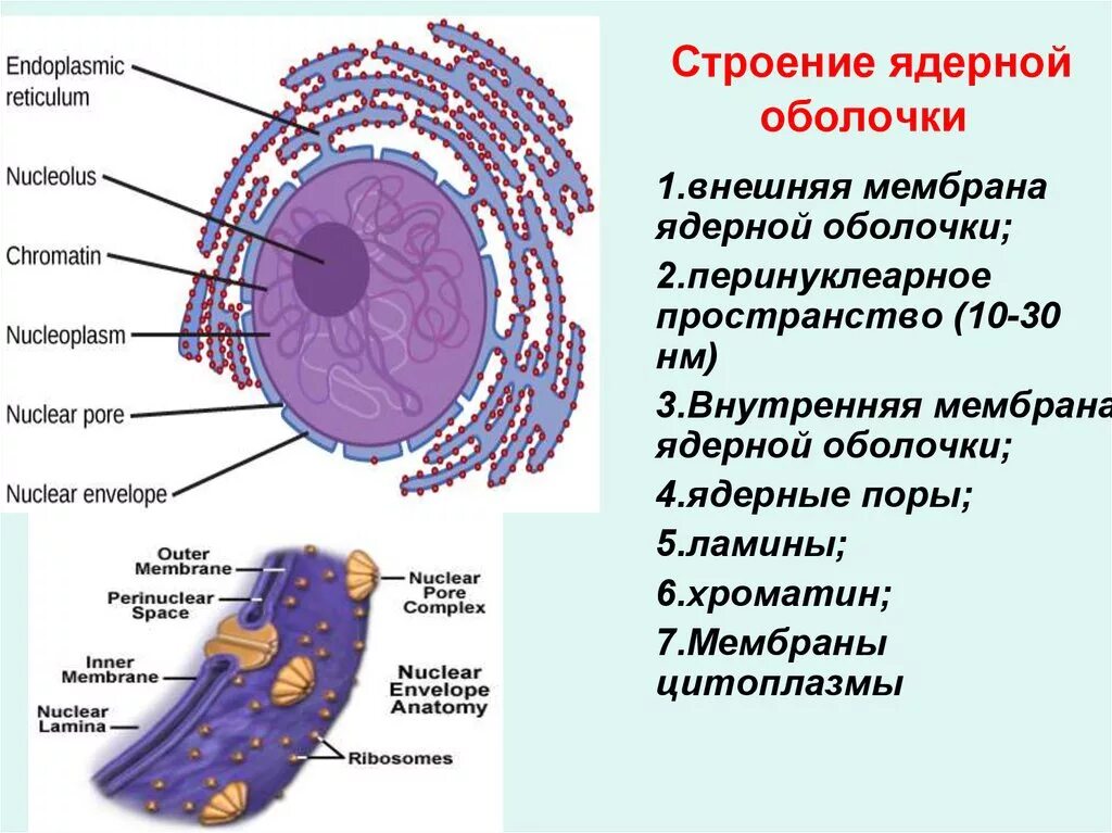 Функции внешней мембраны ядра. Строение мембраны ядра. Функции внутренней мембраны ядра. Наружная мембрана ядра строение. Полость в цитоплазме клетки 7