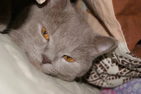 Коты 18