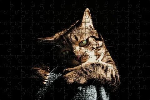 Что делают коты ночью