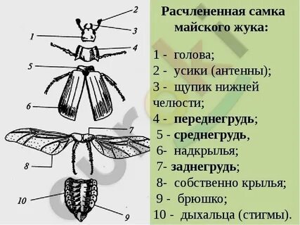 Майский жук покров тела