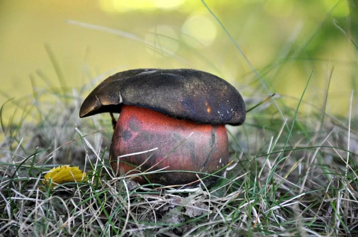 Дубовик крапчатый Boletus erythropus. Гриб поддубовик (Дубовик). Поддубовик крапчатый. Дубовик крапчатый съедобный. Про боровик