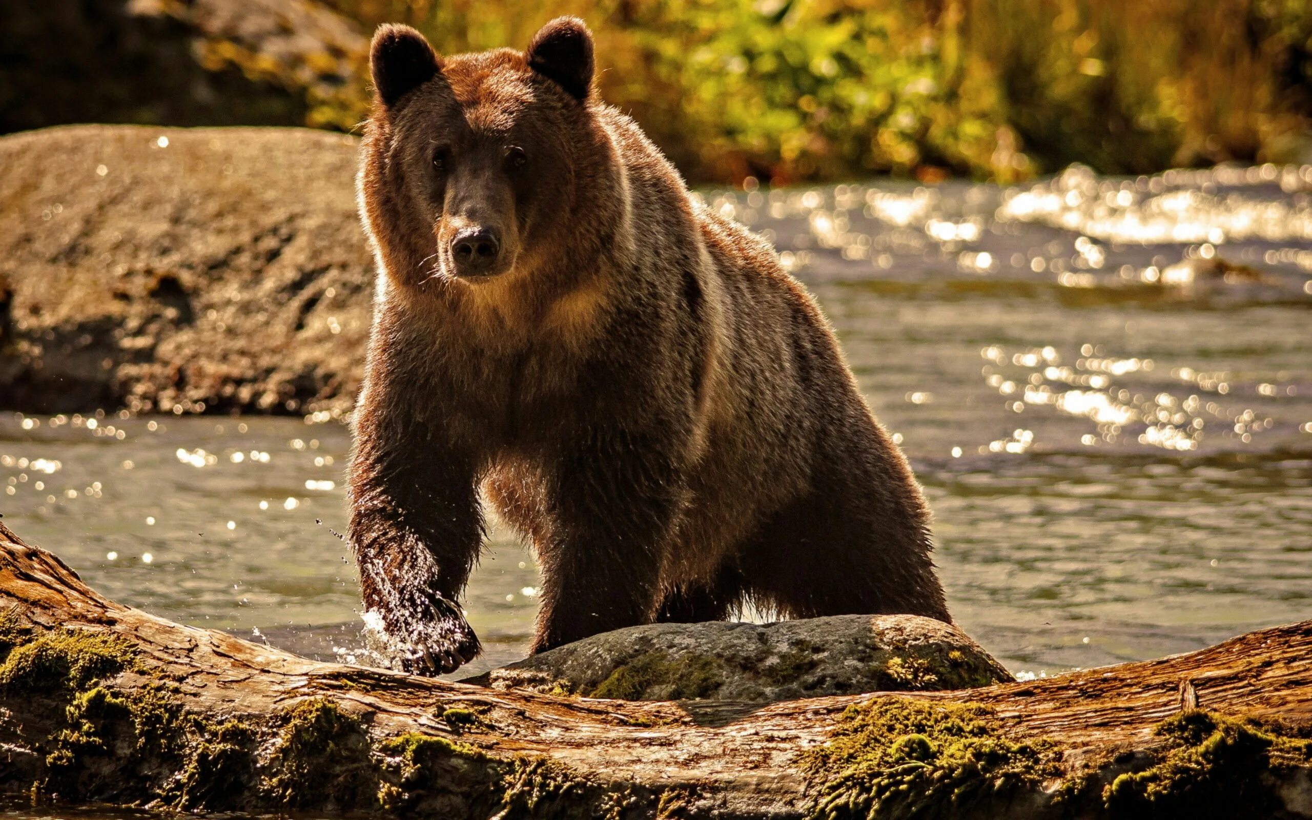 Бурый медведь Уссурийская Тайга. Голец Ямбуй. Сибирский бурый медведь. Медведь Гризли.