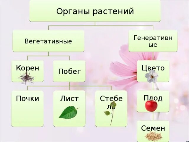 Цветок плод семя органы служащие для. Вегетативные и генеративные органы растений таблица. Вегетативные органы растений и генеративные органы растений схема. Вегетативные и генеративные органы растений 6 класс. Вегетативные и генеративные органы 6 класс.