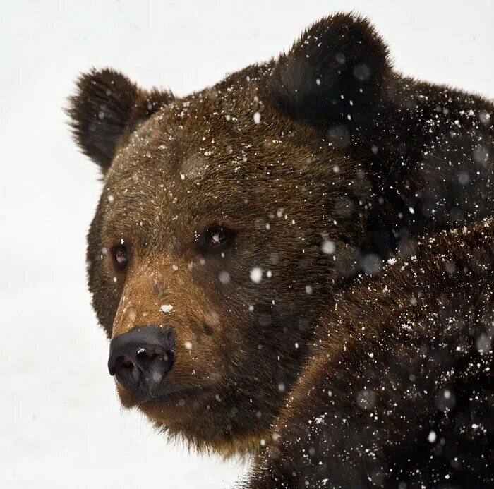 как медведя переворачивали иллюстрации. сладков барсук и медведь. перевернутый медведь. медведь зимой в берлоге. н.