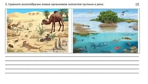 Изучите фрагмент экосистемы лев шакал