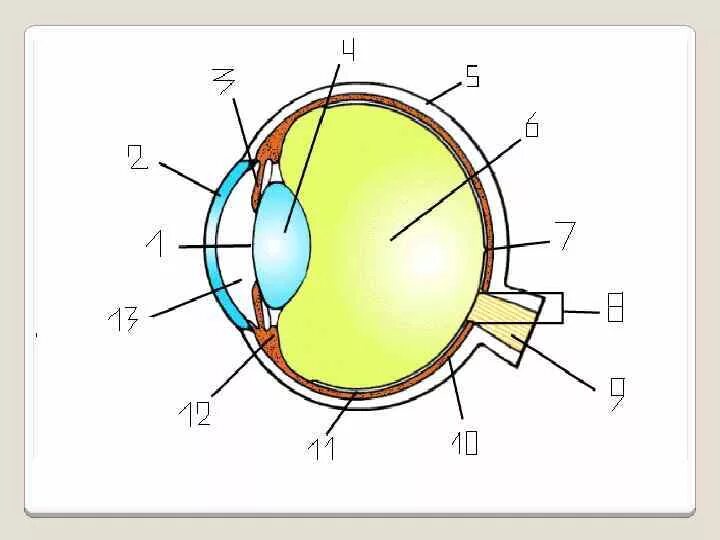 Строение зрительного анализатора глазное яблоко. Строение оптической системы глаза. Строение глаза оптическая система глаза. Оптическое строение глаза.