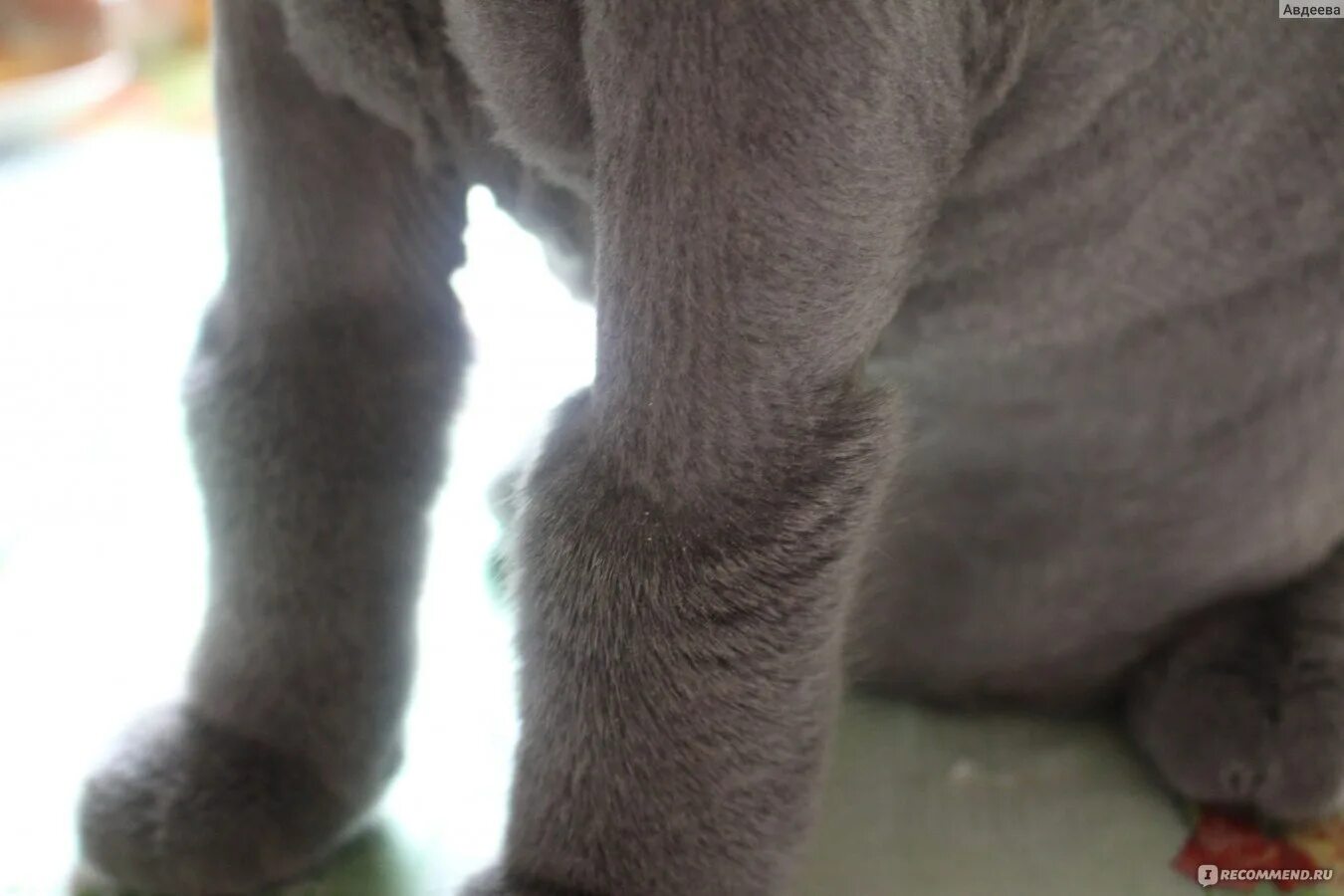Кот без наркоза. Стрижка кота беспородного. стрижка кота дворняги. стрижка кота под наркозом последствия.