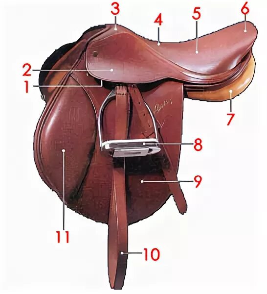Строение седла и уздечки для лошади. Выездковое седло строение. Строение джигитовочного седла. Ленчик седла строение. Изгиб седла 4