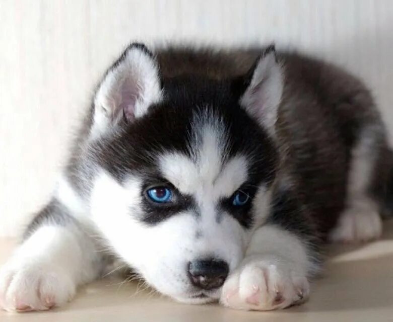 Продаются щенки хаски. Сибирская хаски девочка. Порода хаски. Недорогая хаски. Хаски за 1000 рублей.