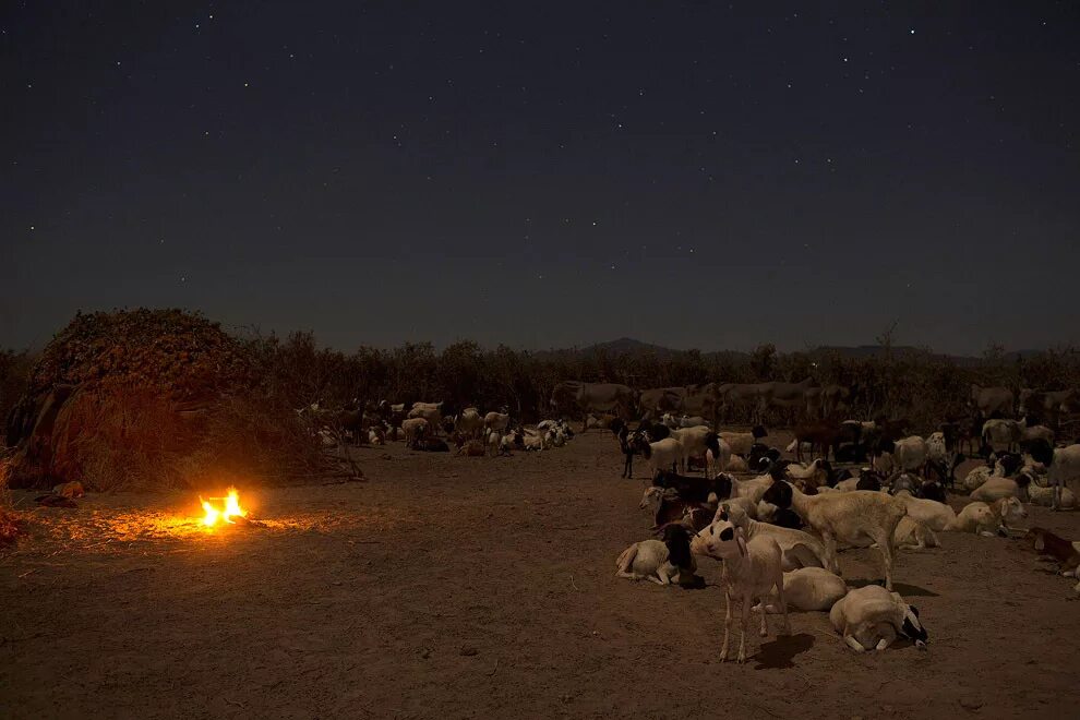 Пастух на звездном небе. Пастухи на поле ночью. Стадо овец ночью. Пастухи у костра. Пастух в поле.