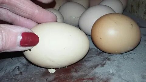 Цвет яиц у кур