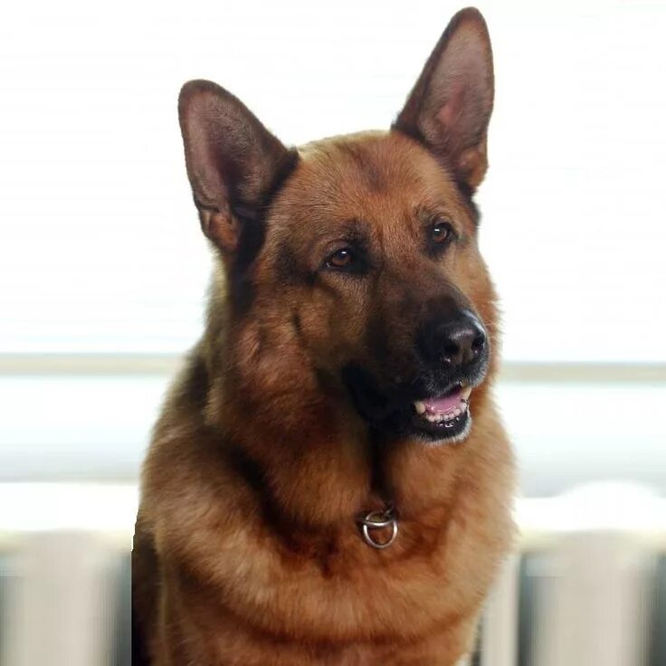 Собака немецкая овчарка. Собака рекс. Собака рекс. Комиссар рекс собака. Санто фон хаус цигельмайер.