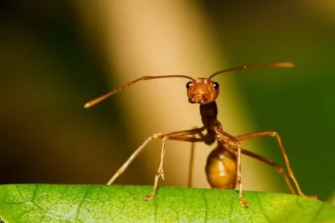 Ant m