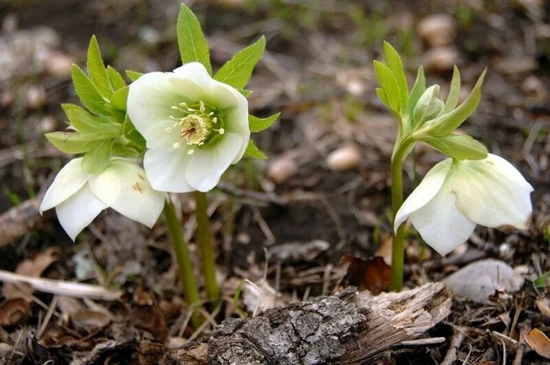 Морозник геллеборус. Зимовник морозник. Морозник гибридный. Морозник (helleborus) кавказский. Зимовник отзывы.