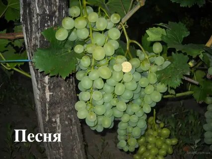 Виноград песня