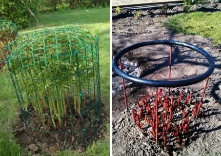 Когда нужно ставить подпорку для пионов