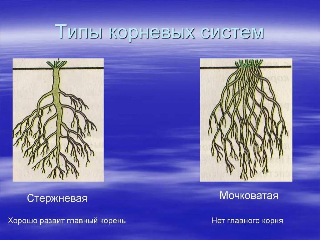Хорошо развита корневая система