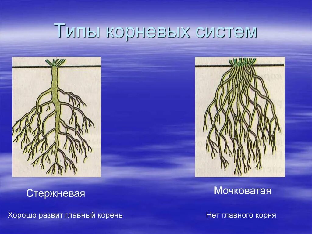 Видео корневых. Типы корневых систем стержневая и мочковатая. Корневая система стержневого типа.