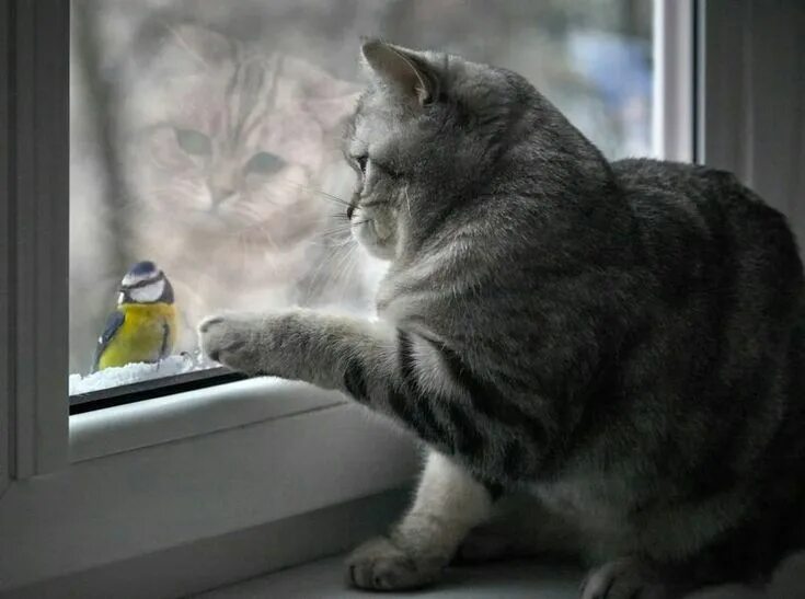 looking outside Beautiful cats, Cat window, Kittens and puppies