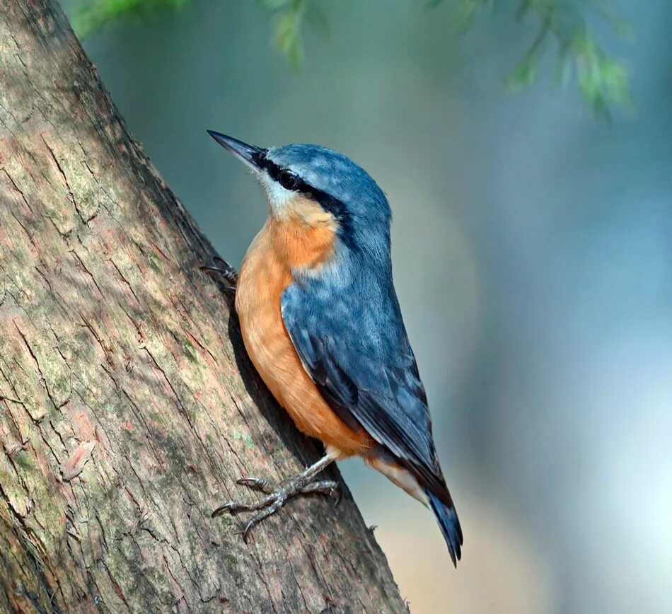 Как выглядит птица поползень. Обыкновенный поползень. Обыкновенный поползень. Обыкновенный поползень самец и самка. Поползень перелетная птица.