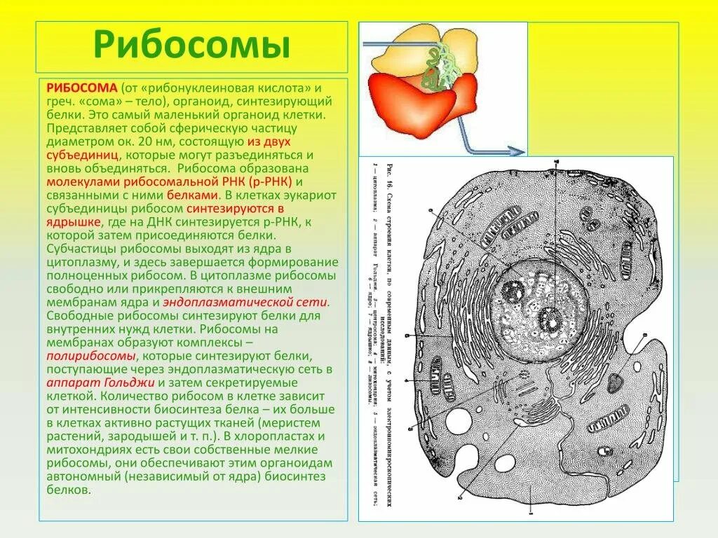 Хлоропласты ядро митохондрии лизосомы. Органоиды клетки рибосомы. Строение органелл рибосомы клетке. Клеточный центр и рибосомы на строении клеток. Клеточная структура рибосомы.