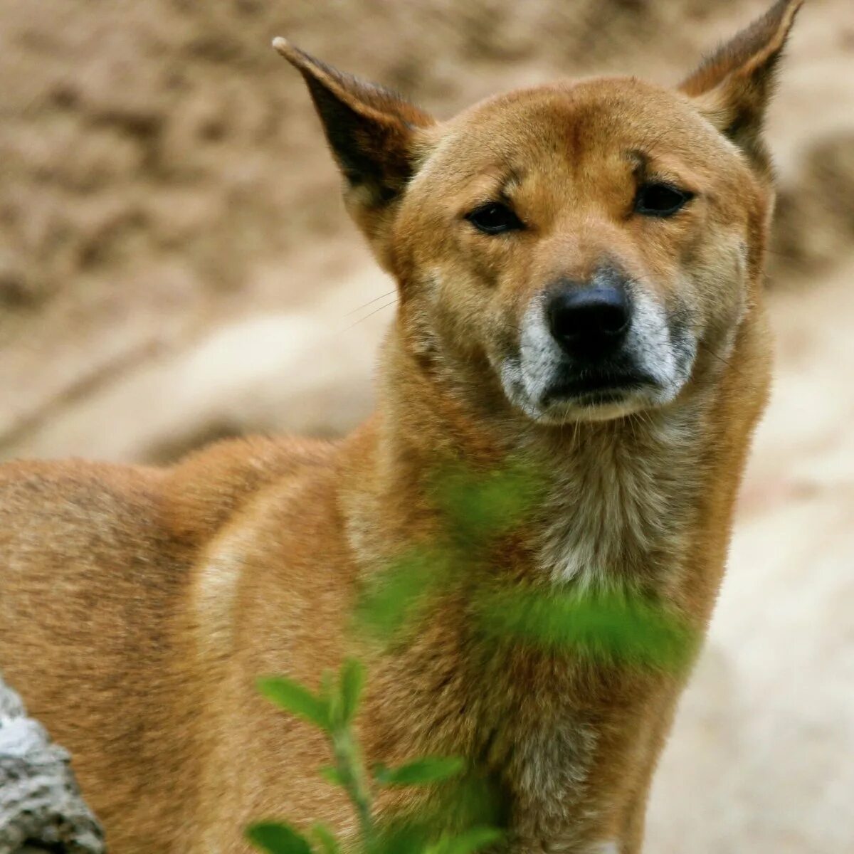 Новогвинейская поющая собака щенок. Новогвинейская собака. Собака динго каролинская. Новогвинейская пастушья собака. Поющая собака.
