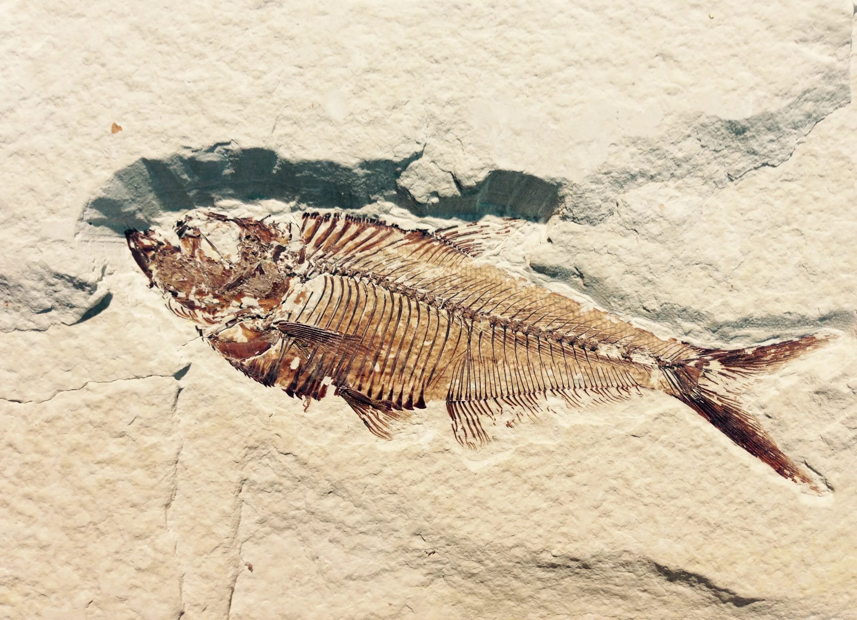 Первобытные рыбы. Окаменелые рыбы Грин Ривер. Палеонтология окаменелости. Латимерия окаменелость. Fossil окаменелости.