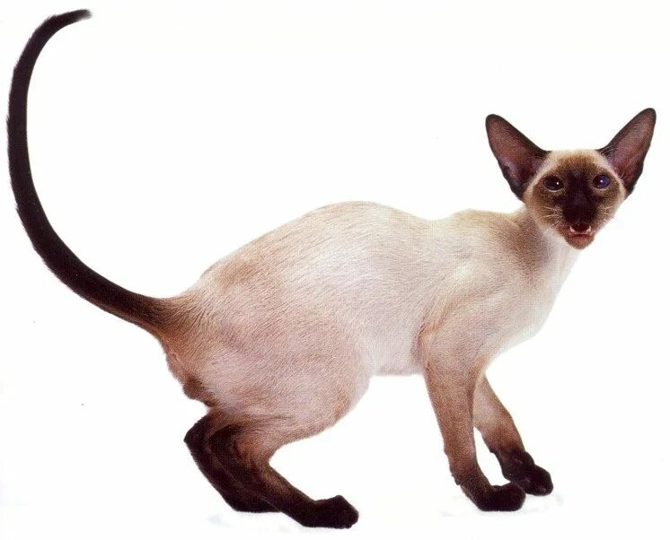 Сиамский кот Ориентал. Сиамская Ориентальная кошка. Ориентальная кошка Пойнт. Сиамский Петерболд. Сиамская кошка длинная