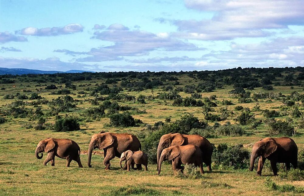 Самая большая площадь в африке занимает. Национальный парк Эддо-Элефант. Национальный парк Эддо ЮАР. Национальный парк слонов Аддо. Нигерии национальный парк озера кайнжи.