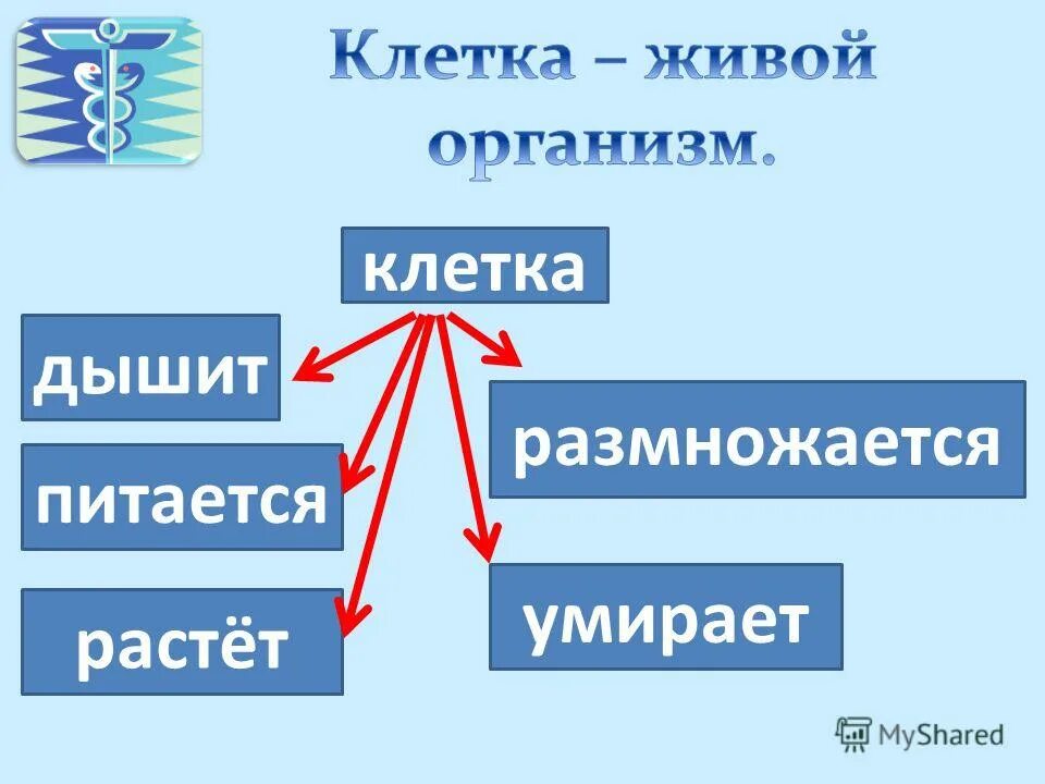 Живые клетки питаются. Растет, питается размножается , питается. Клетка дышит. Клетки питаются растут размножаются и. Живые клетки дышат питаются растут и размножаются.