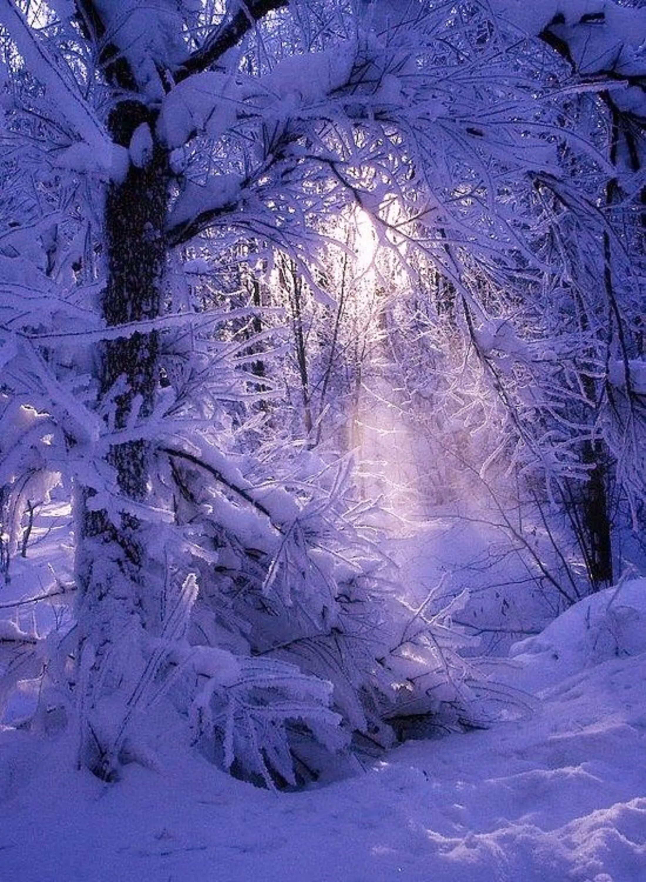 Зимой в лесу. Русская зима. Зимние обои. Сказочная зима. В новогоднем лесу.