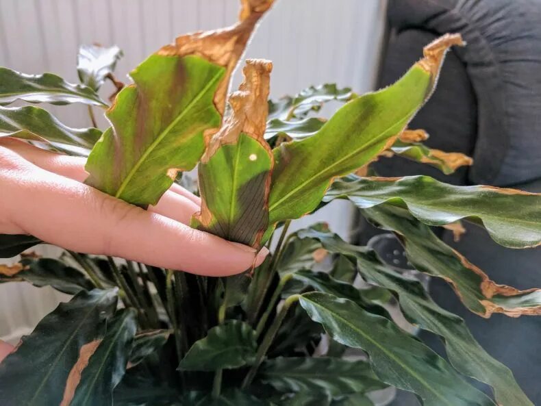 Калатея руфибарба. Ризоктониоз калатеи. Calathea leopardina. Калатея трипсы.