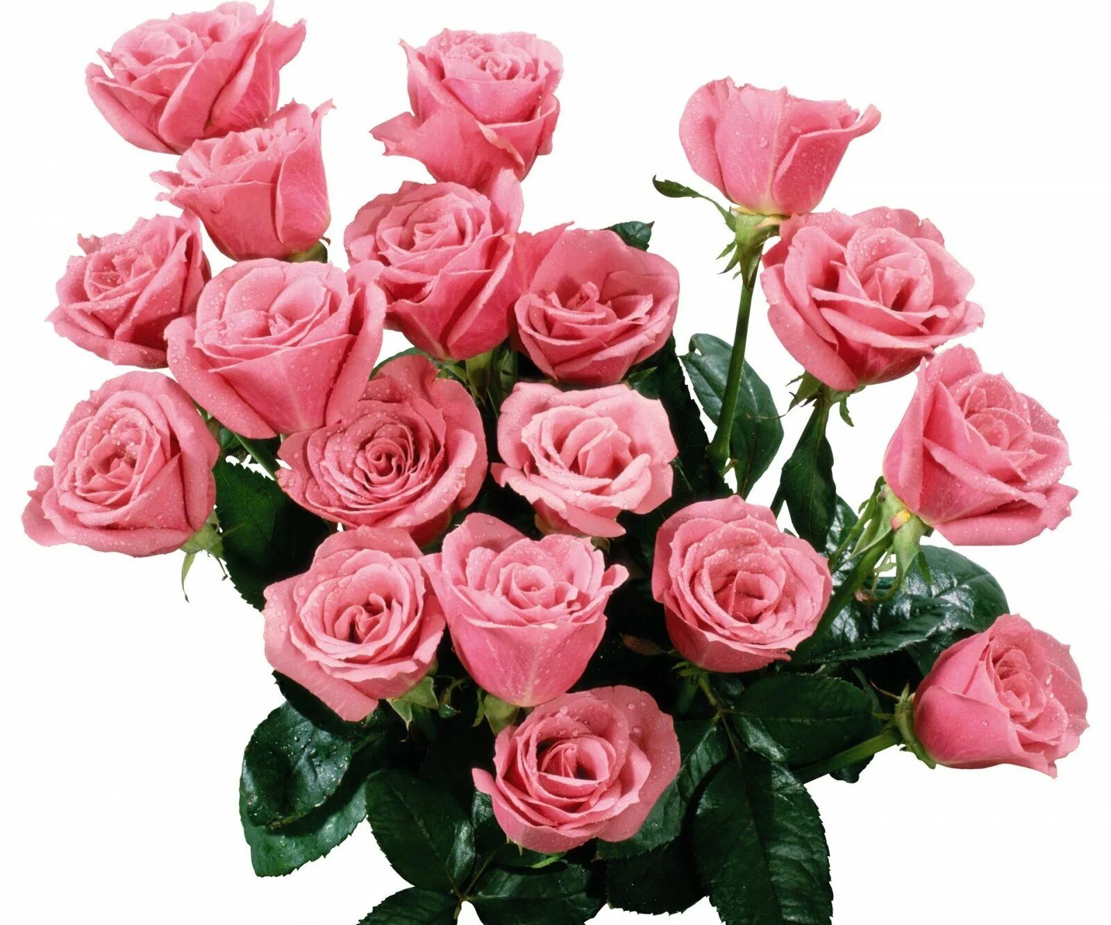 Розовые розы. Красивый букет. Шикарный букет цветов.